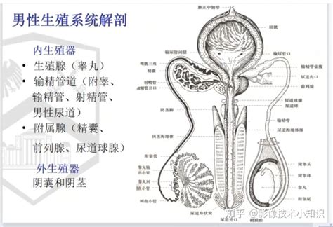 男人下体|男性生殖系统